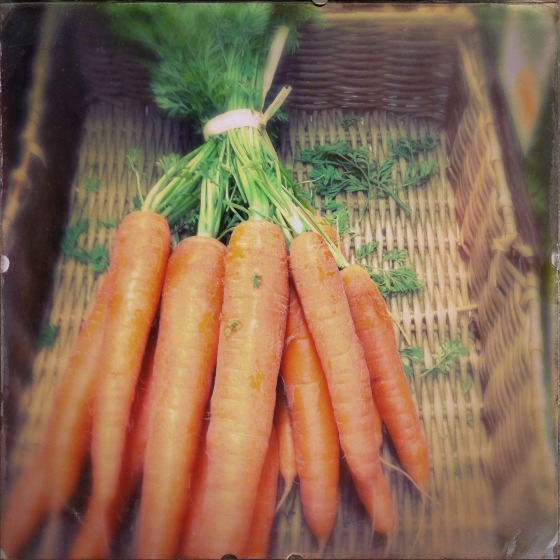 carrots-381332_1920