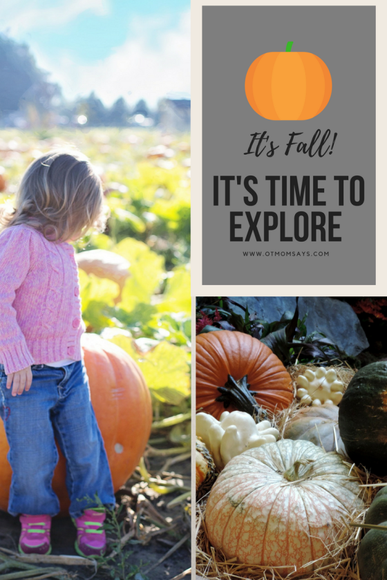 Fall explore pumpkins